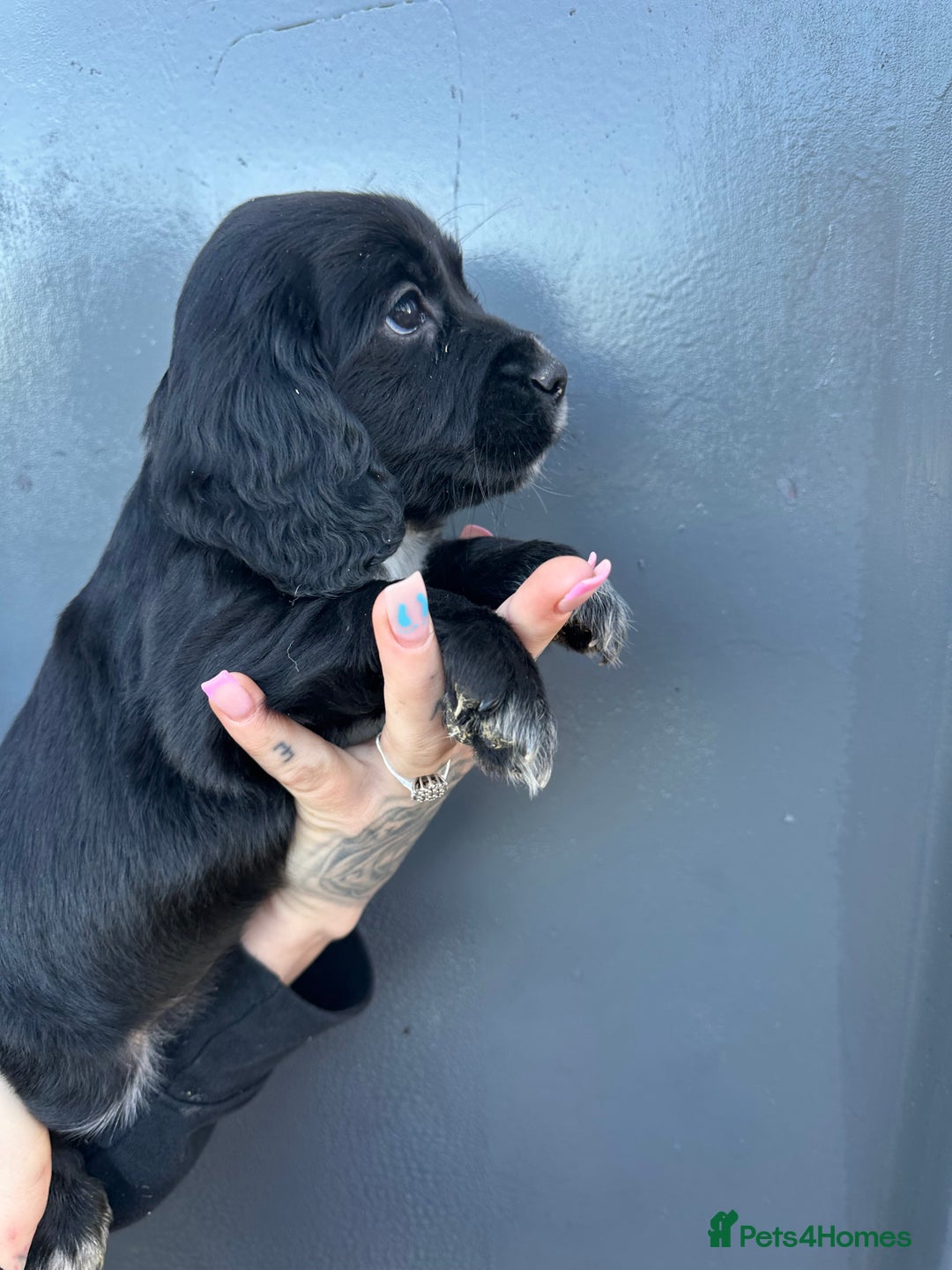 Cocker Spaniel dogs for sale: Beautiful Cocker Spaniel Pup Ready To Go 💙 - Advert 13