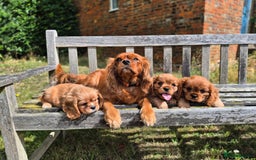 Cavalier King Charles Spaniel dogs for sale: 1 boy left ready to go now 💚 - Image 11