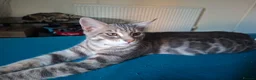 Mixed Breed cats for sale: Last 2 big boys, bengal ( mum Maine Coon) - Advert 7
