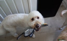 Labradoodle dogs for sale: Multigenrational labradoodle  - Image 17