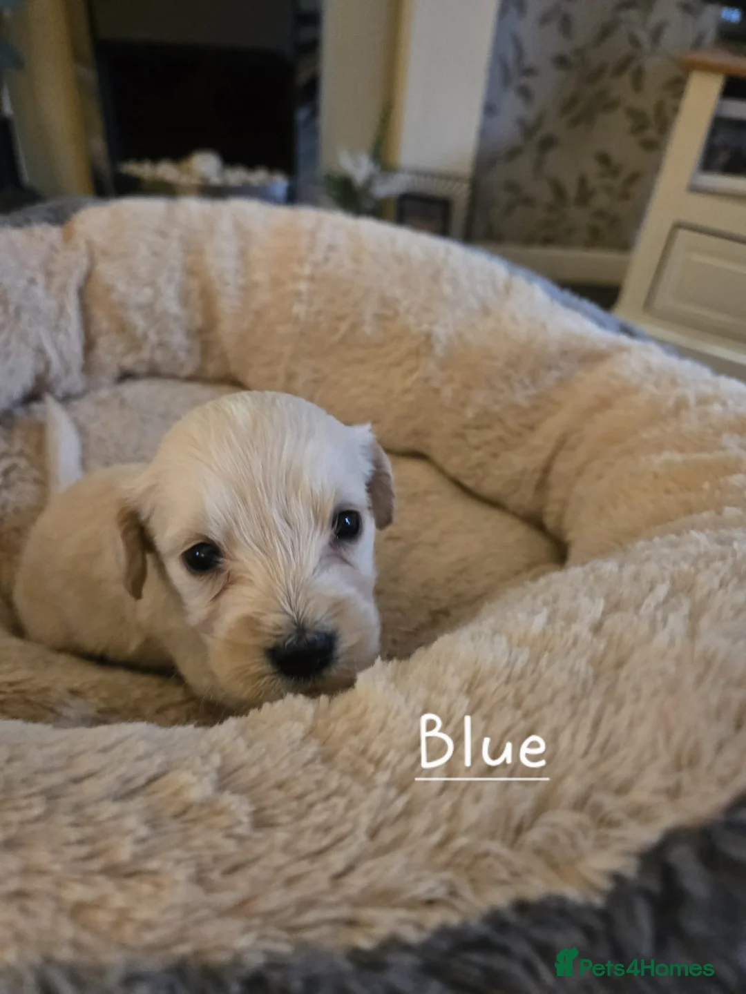 Mixed Breed dogs for sale: Golden Retriever X Cockapoo puppies - Advert 7