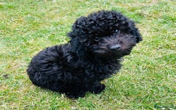 Cockapoo dogs for sale: Cockapoo Boy - Black - 4 month old - Image 3