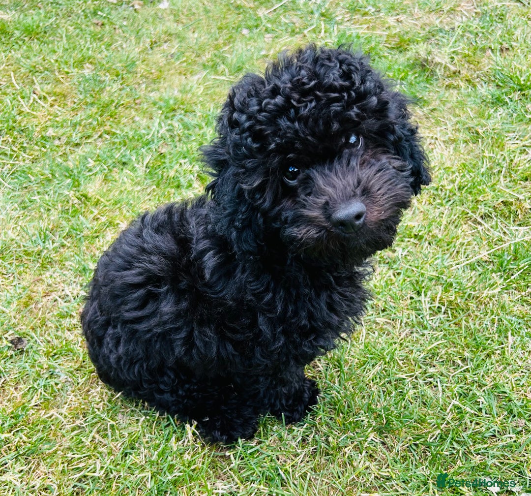Cockapoo dogs for sale: Cockapoo Boy - Black - 4 month old - Image 3