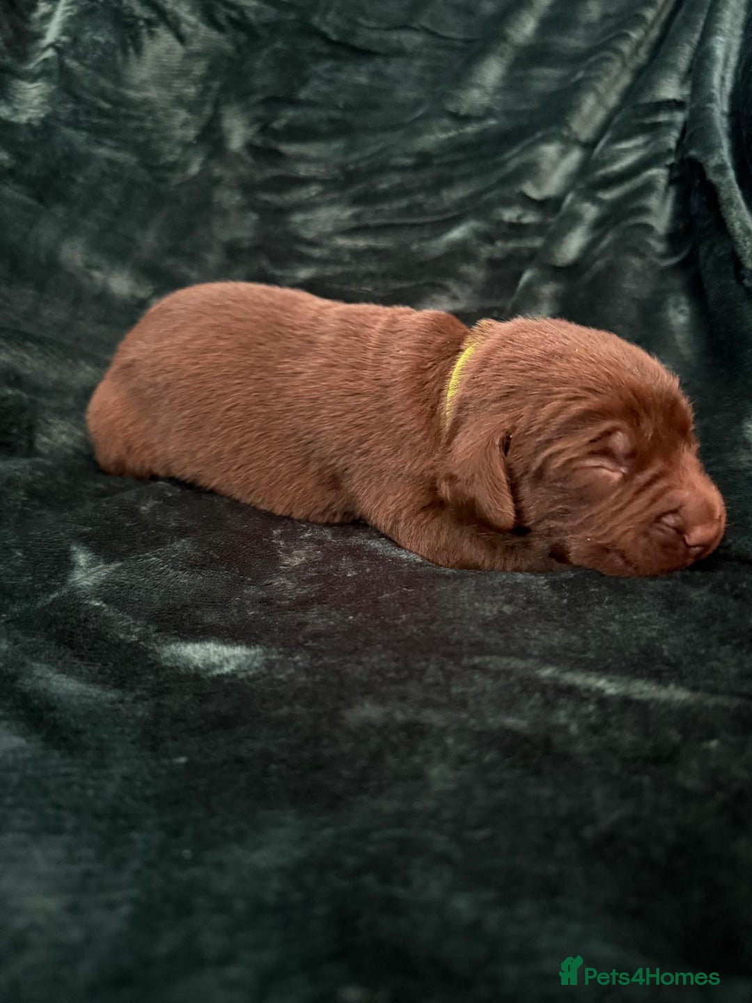 Labrador Retriever dogs for sale: Beautiful Chocolate Labrador Puppies  - Advert 6