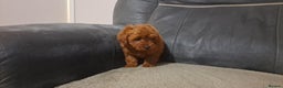 Toy Poodle dogs for sale: Toy poodle - Advert 17