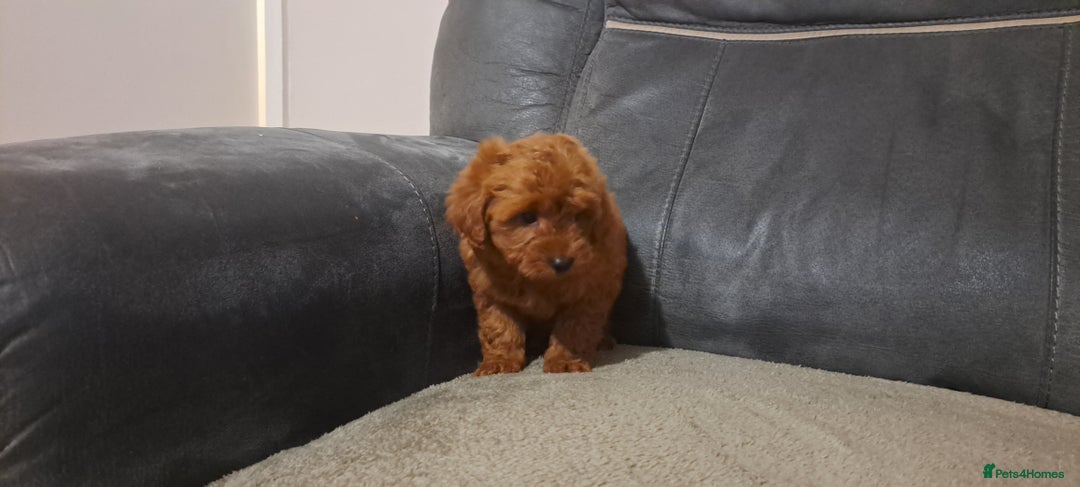 Toy Poodle dogs for sale: Toy poodle - Advert 17