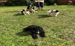 Cockapoo dogs for sale: AMERICAN COCKAPOO PUPPIES FOR SALE  - Image 9