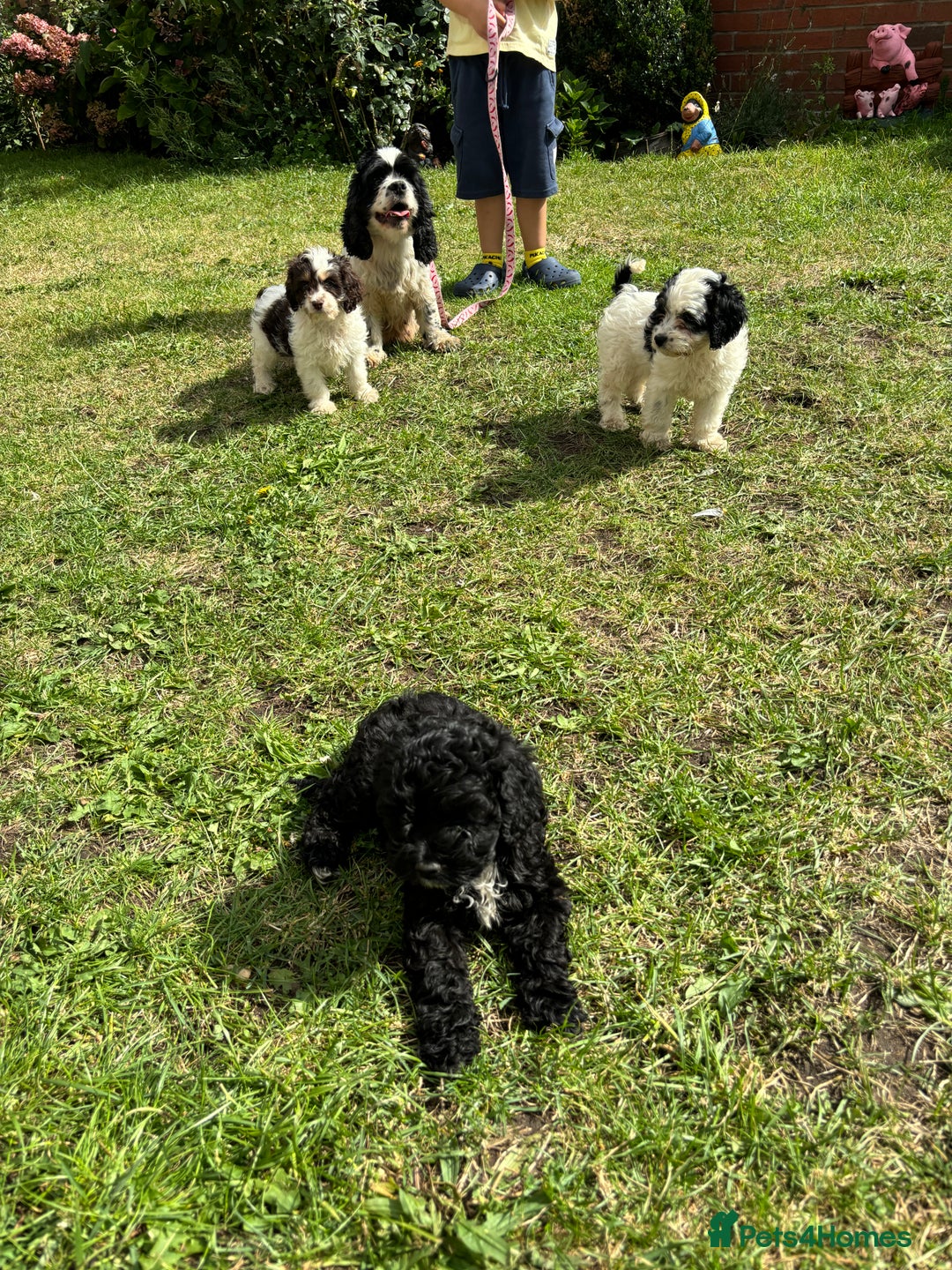 Cockapoo dogs for sale: AMERICAN COCKAPOO PUPPIES FOR SALE  - Image 9