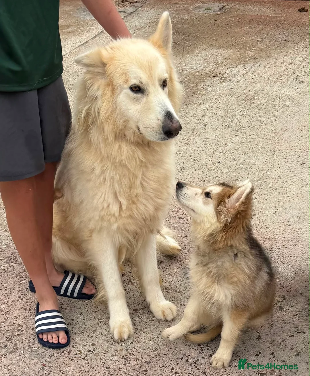 German Shepherd dogs for sale: Beautiful German shepherd puppy for sale  in Sidcup - Advert 5