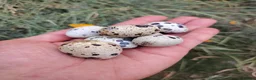 Quail poultry for sale: Fertile Quail Hatching Eggs – Mixed Colours - Advert 3
