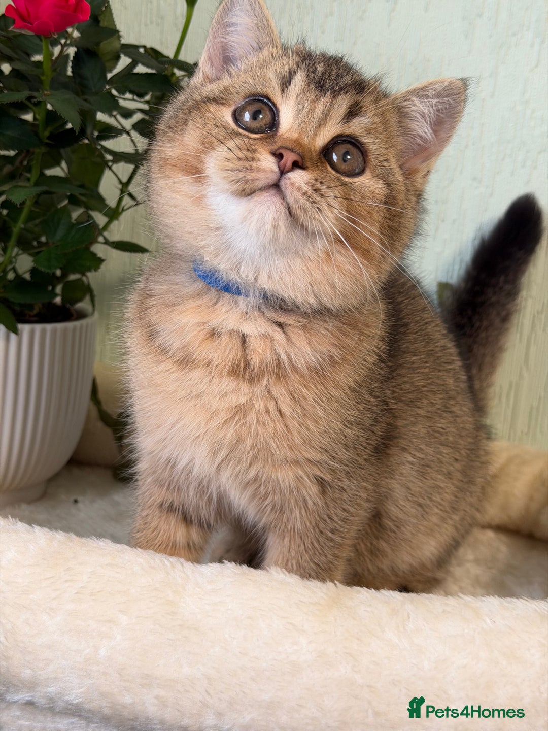 British Shorthair cats for sale: British shorthair Golden kittens TICA - Advert 11