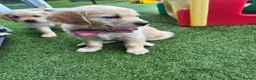 Golden Retriever dogs for sale: Golden Retriever puppies - Advert 35