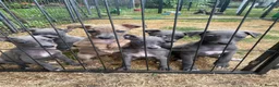 Whippet dogs for sale: Beautiful blue/brindle Whippets  - Advert 19