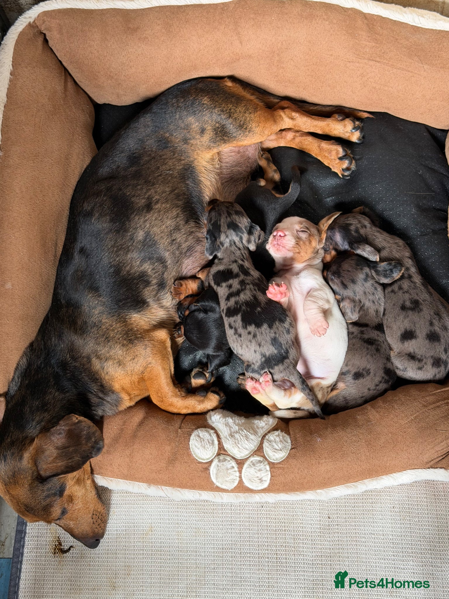 Dachshund dogs Stunning dachshund babies  - Advert 19