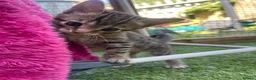Bengal cats for sale: Bengal / British shorthair  - Advert 21