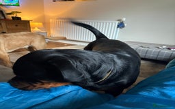 Rottweiler dogs for sale: Rottweiler 8 months old male  - Image 1