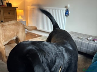 Rottweiler dogs for sale: Rottweiler 8 months old male - Advert 1