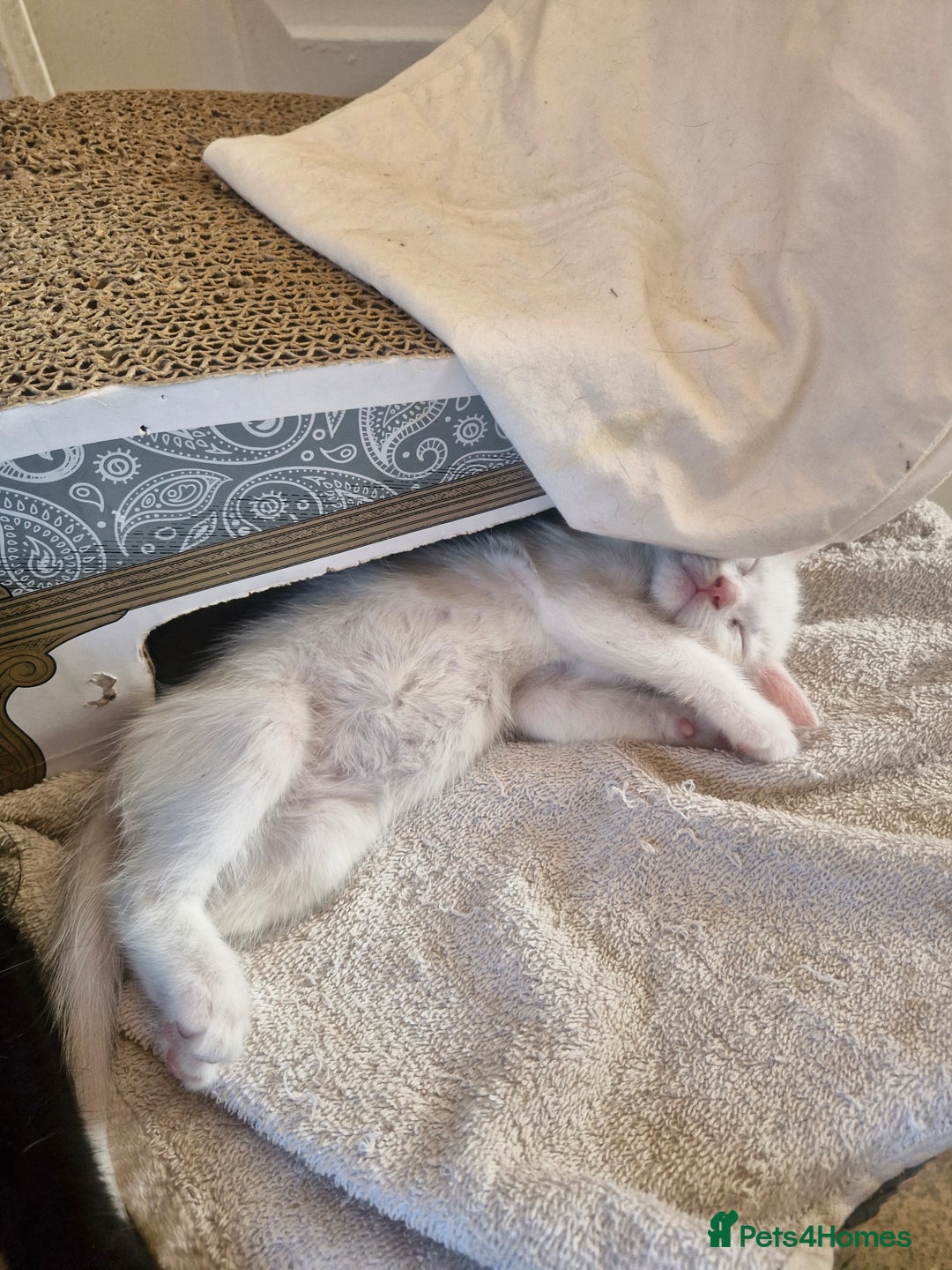 Siamese cats for sale: Siamese /balinese cross kittens - Image 12