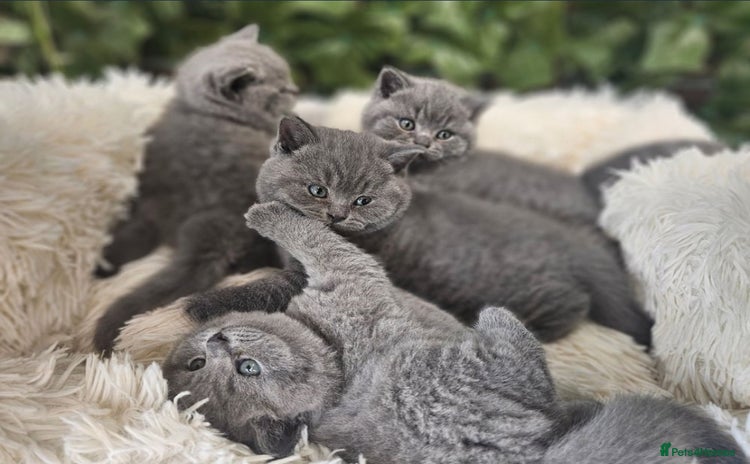 British Shorthair cats - Advert 6