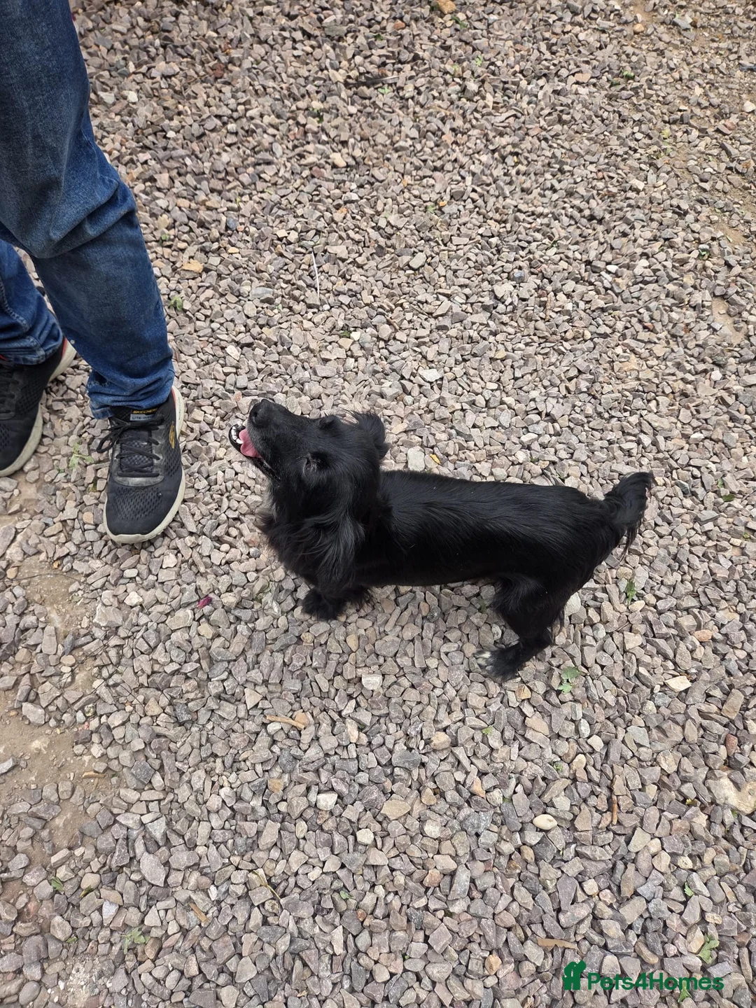 Jack Russell dogs for sale: Jack russel puppy  in Atherstone - Advert 2