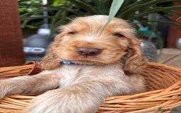 Cocker Spaniel dogs for sale: Beautiful Show Type KC registered Cocker Spaniels  - Image 12