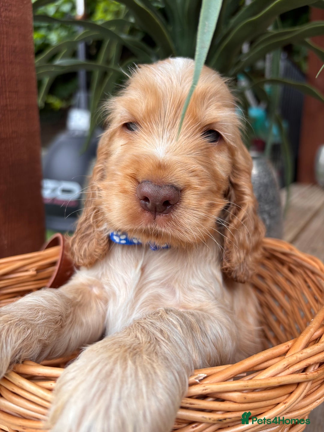 Cocker Spaniel dogs for sale: Beautiful Show Type KC registered Cocker Spaniels  - Image 12