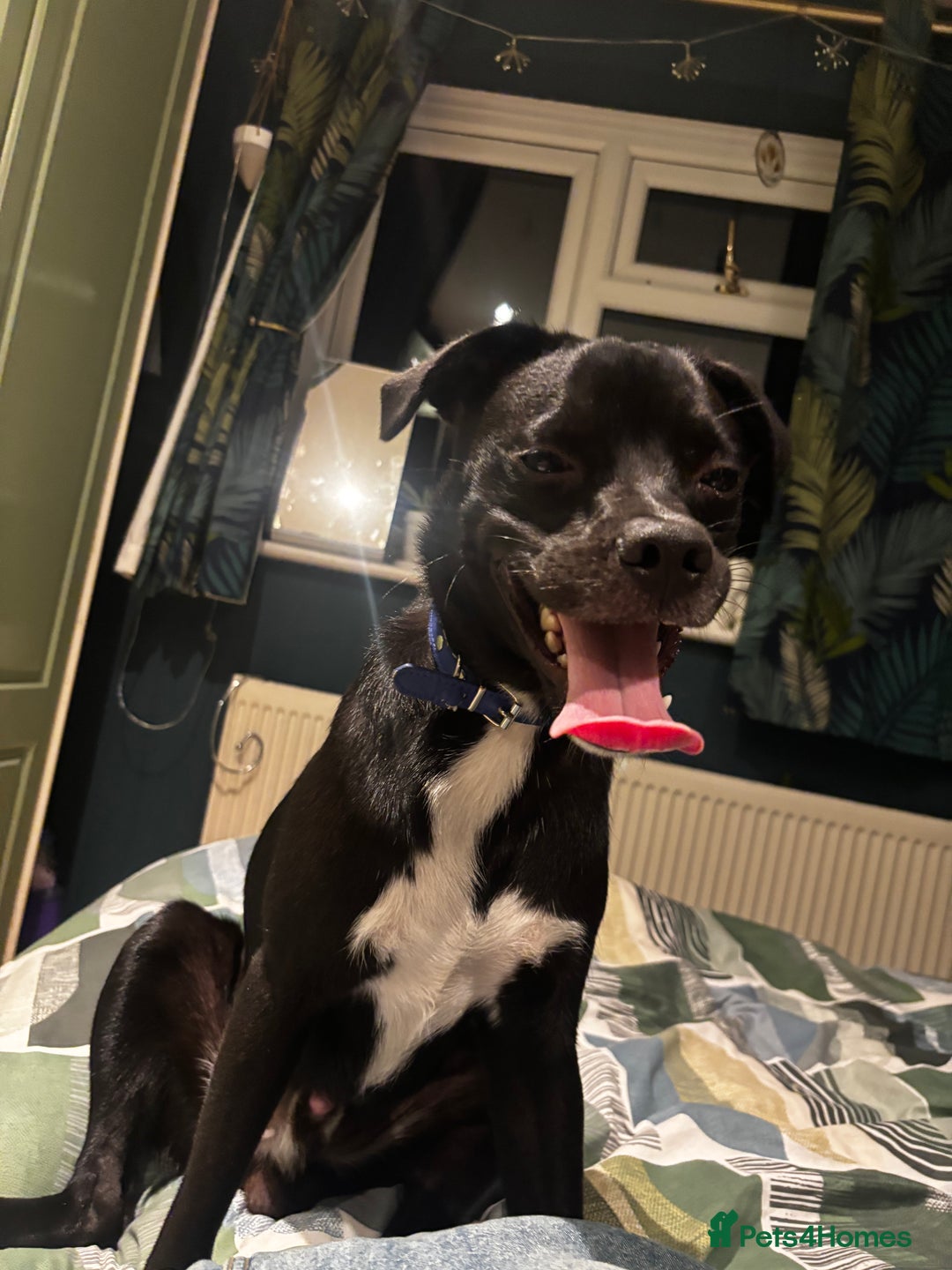 Mixed Breed dogs for sale: Milo the Pug X Collie  - Image 10