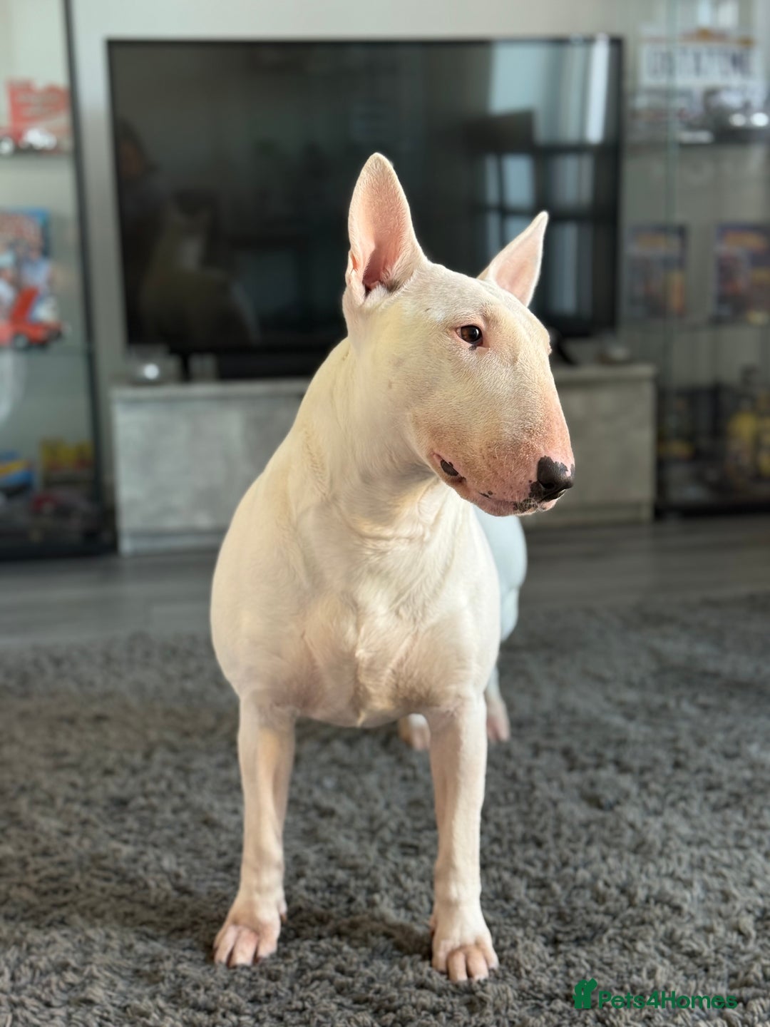 English Bull Terrier dogs for sale: Outstanding English Bull Terrier Puppies - Image 11