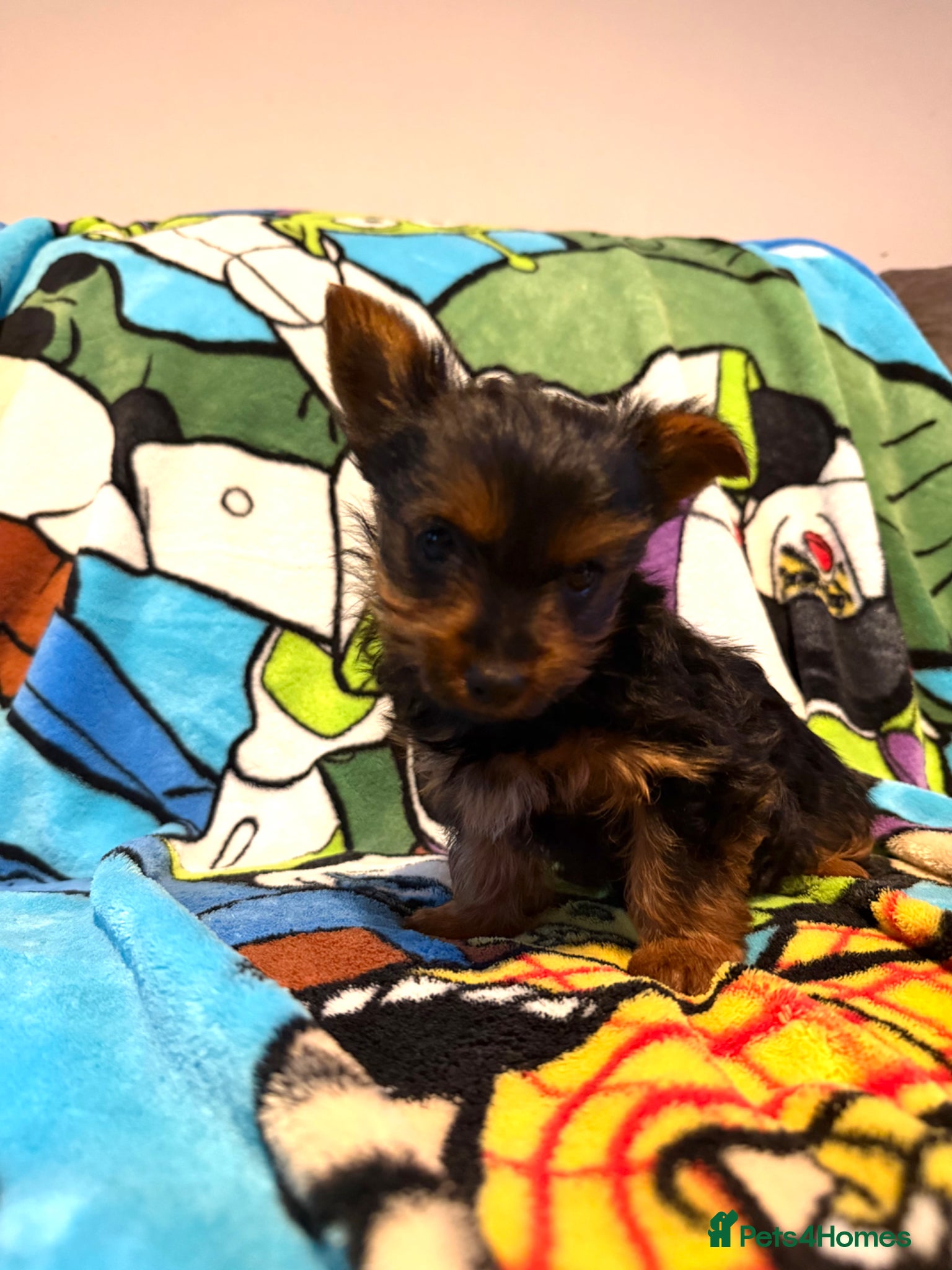 Yorkshire Terrier dogs for sale: yorkshire terrier puppies  in Leicester - Advert 6