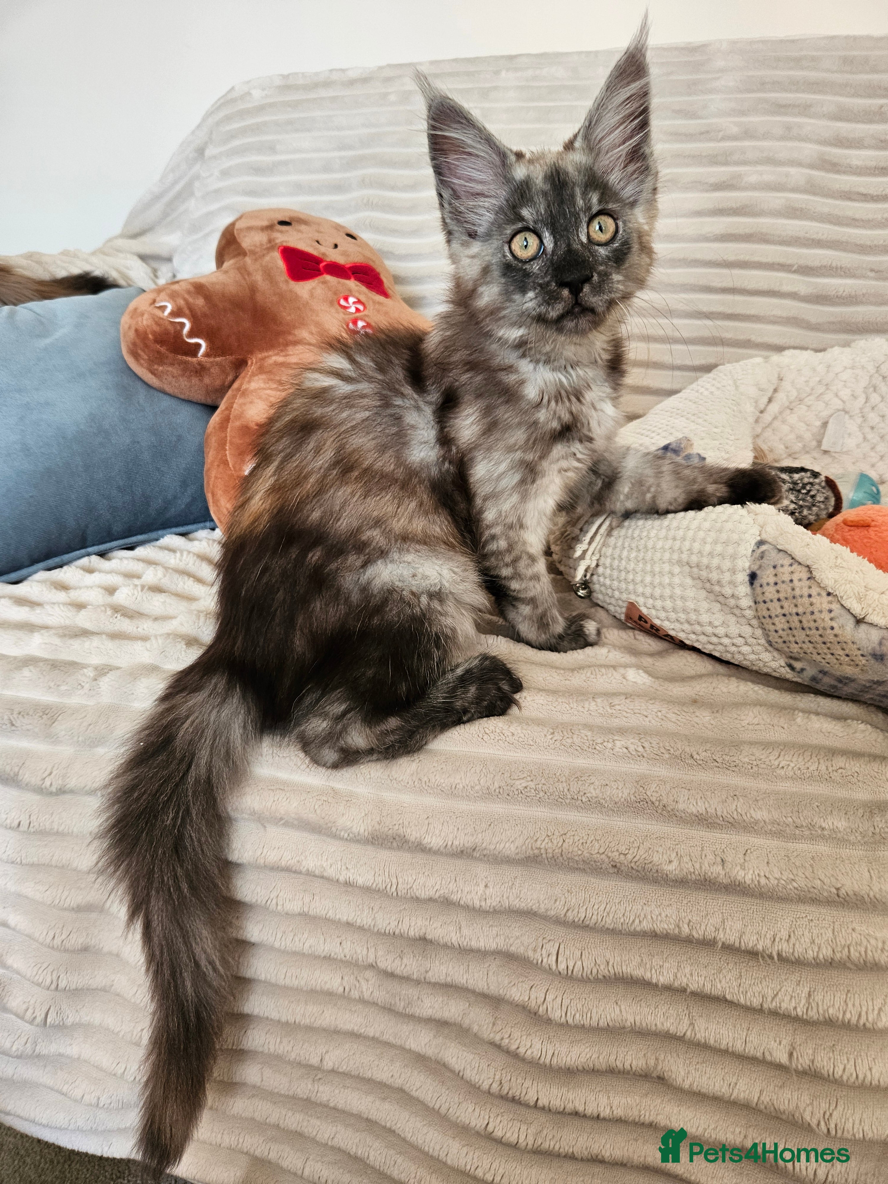 Maine Coon cats Maine coon kittens  - Advert 6