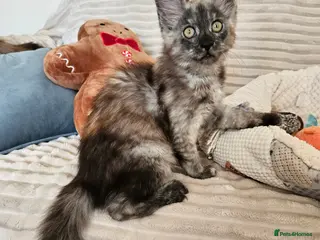 Maine Coon cats Maine coon kittens - Advert 6