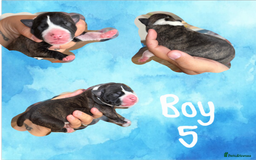 Staffordshire Bull Terrier dogs for sale: Staffie Pups - Image 6
