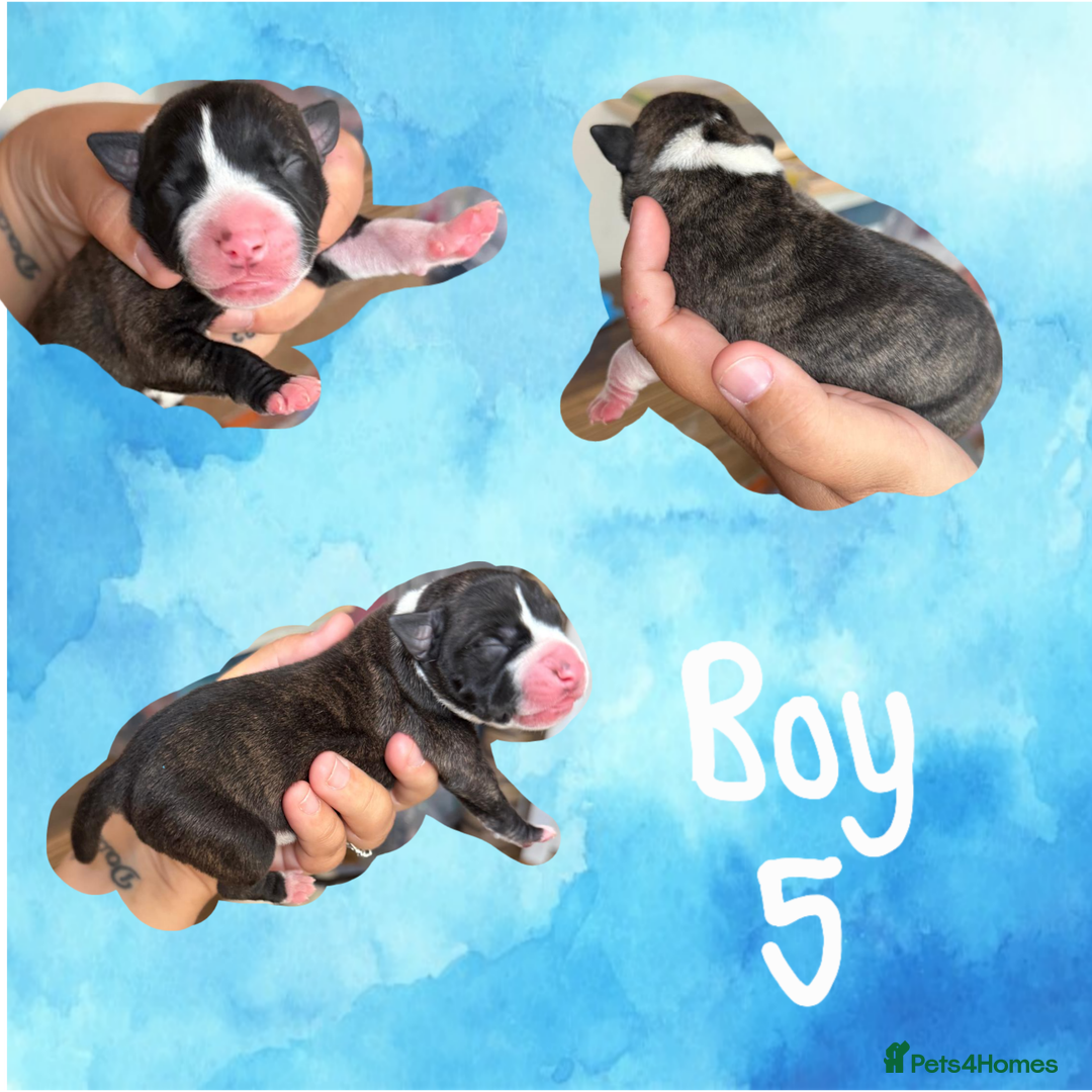 Staffordshire Bull Terrier dogs for sale: Staffie Pups - Image 6