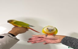 Budgerigars birds for sale: Two Baby handreared super tame conures  EACH - Image 4
