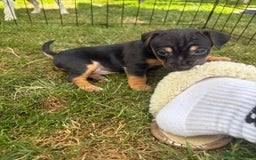 Jack Russell dogs for sale: Gorgeous Jack Russell Puppies - Image 18