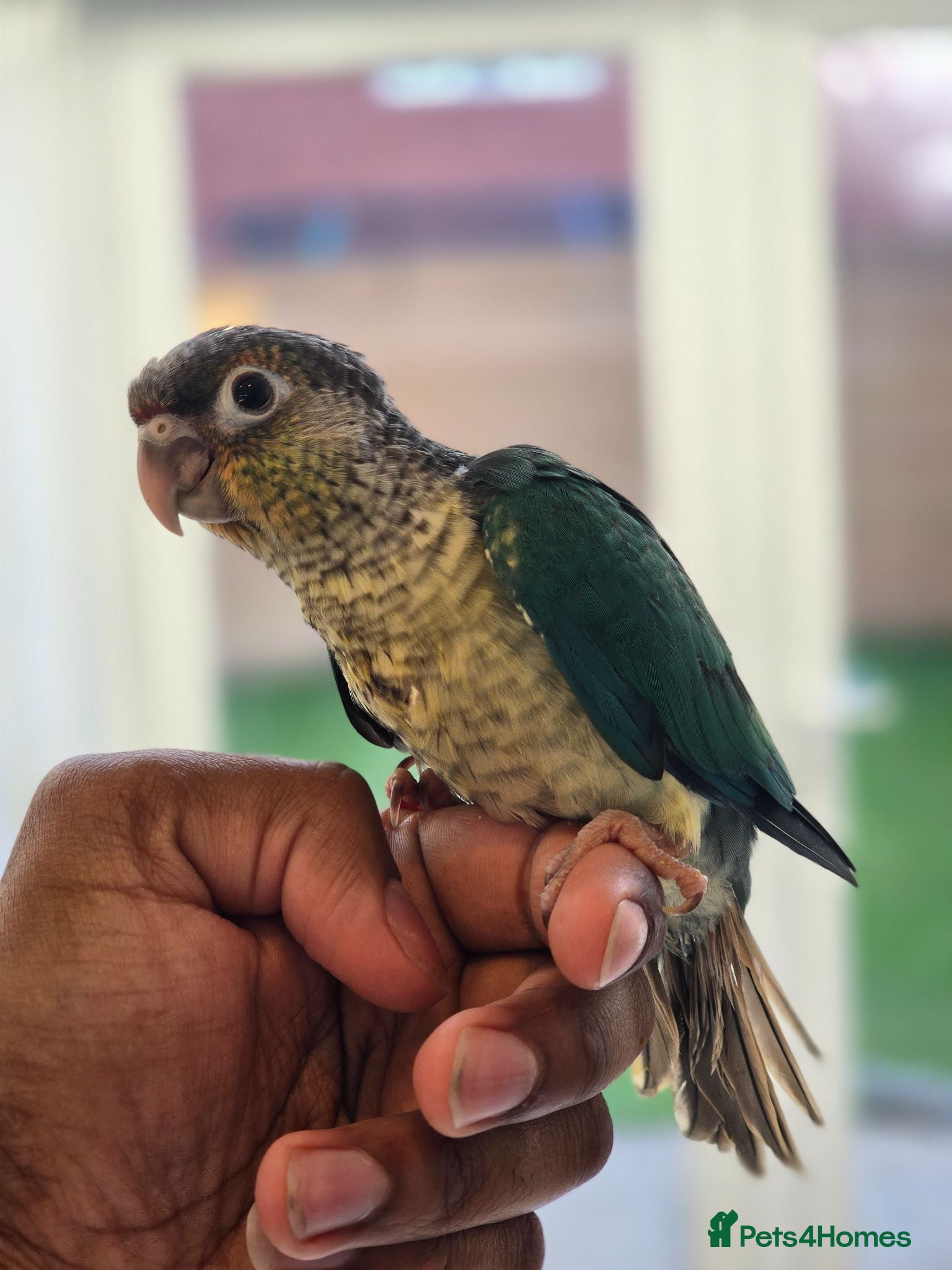 Conures birds Handreared and tame baby conure parrots - Advert 3