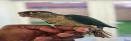 Conures birds for sale: Handreared and tame baby conure parrots - Advert 2