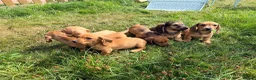 Miniature Dachshund dogs for sale: 5 Mini Smooth & 1 Mini Long Haired Dachshunds - Advert 10