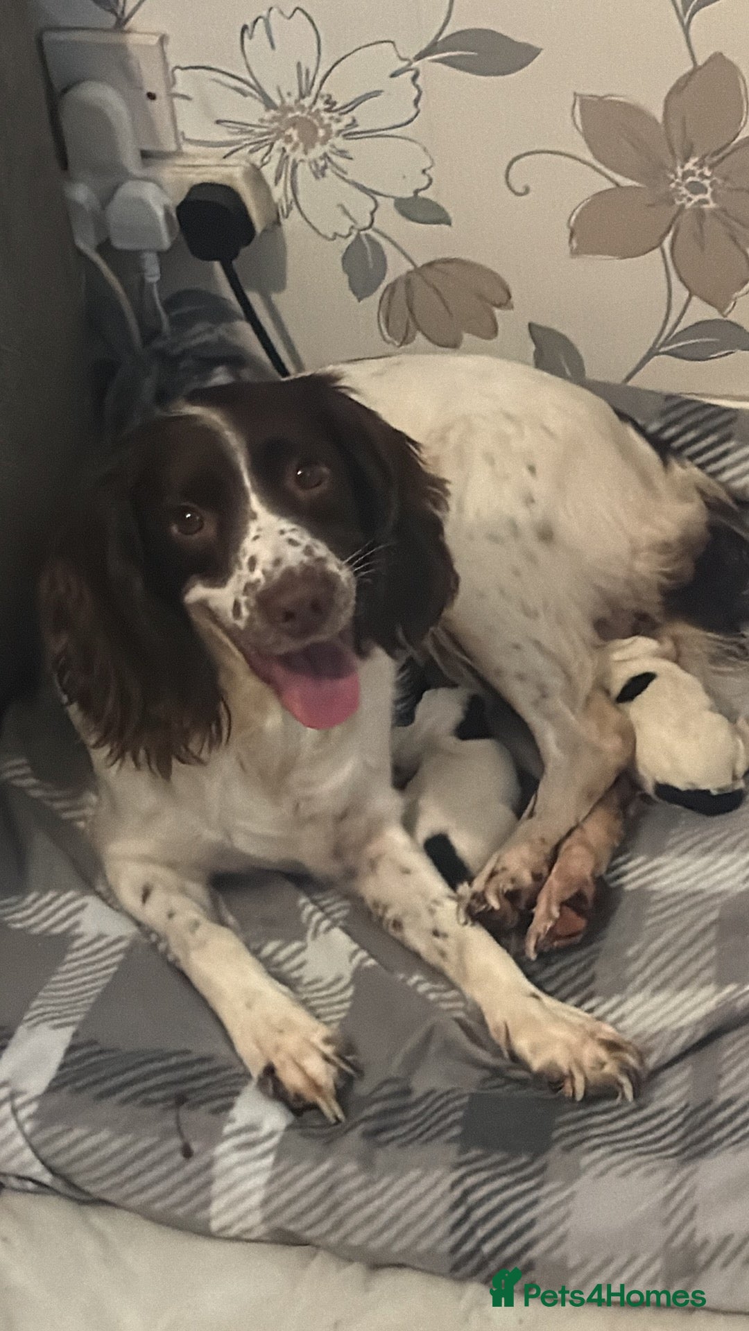 English Springer Spaniel dogs for sale: Beautiful Springer Boys - Advert 1