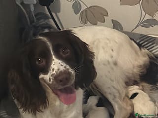 English Springer Spaniel dogs Beautiful Springer Boys - Advert 4
