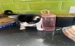 British Shorthair cats for sale: 2 female kittens - Image 3