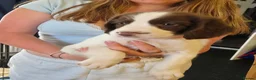 English Springer Spaniel dogs for sale: Springer spaniel puppies for sale  - Advert 6