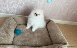 Pomeranian dogs for sale: ** Pomeranian/700g-11 week Champion EU Bloodline  - Image 16
