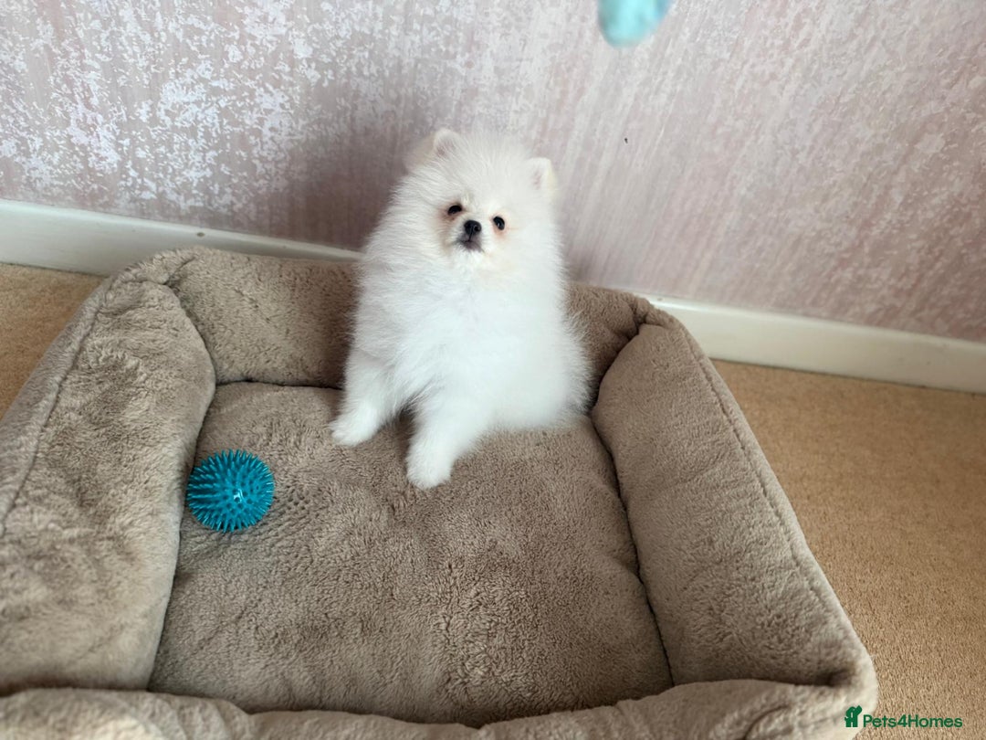 Pomeranian dogs for sale: ** Pomeranian/700g-11 week Champion EU Bloodline  - Image 16