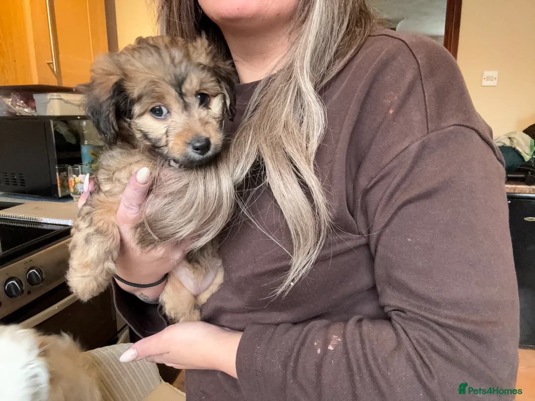 Maltipoo dogs for sale: Maltipoo puppy - Advert 4