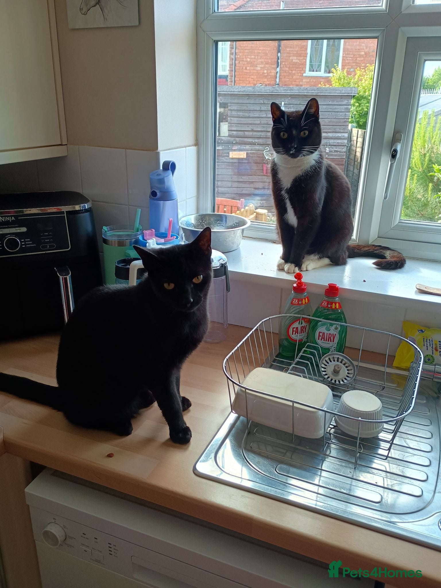 Mixed Breed cats 2 male cats free to loving home only - Advert 1