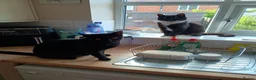 Mixed Breed cats for sale: 2 male cats free to loving home only - Advert 1