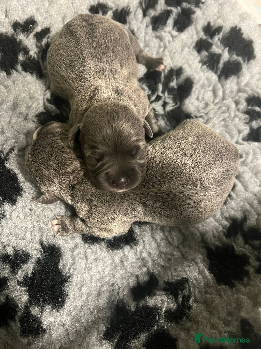 Staffordshire Bull Terrier dogs for stud: Blue Staff KC registered  “Koba” stud  in Swadlincote - Advert 9