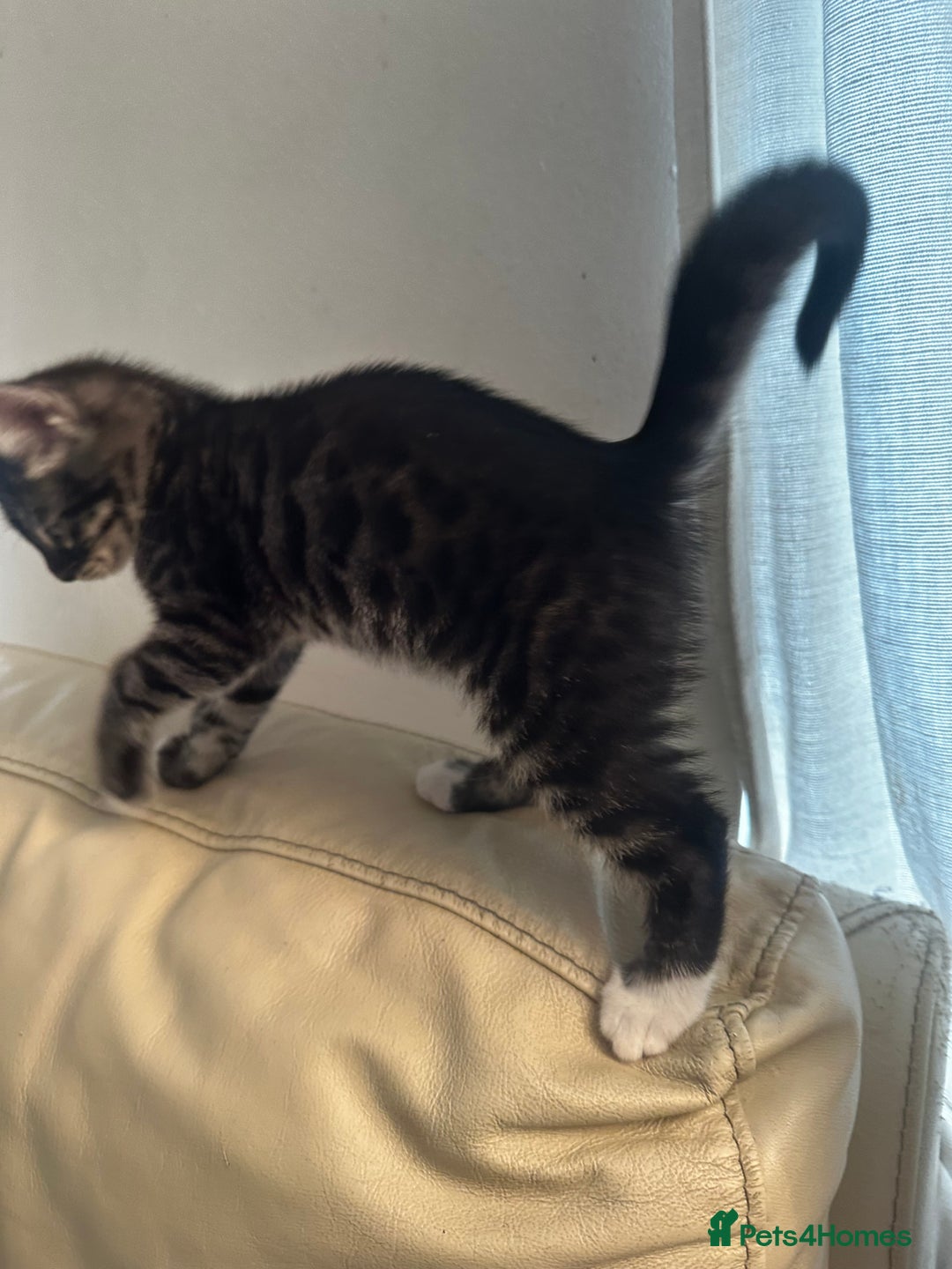 Bengal cats for sale: Stunning Silver & Charcoal Bengal Boys & Girls! - Image 18