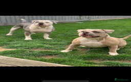 Dorset Olde Tyme Bulldogge dogs for sale: Olde Tyme Bulldogge 4 year old girl - Image 3